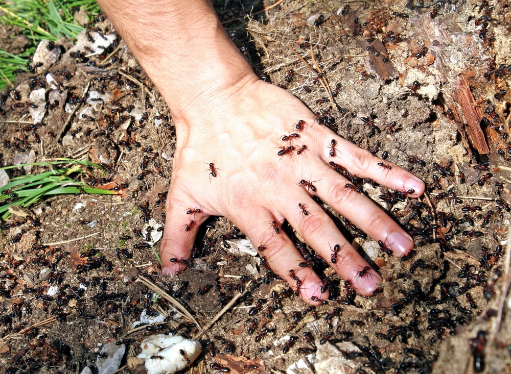Ameisen auf einer Hand