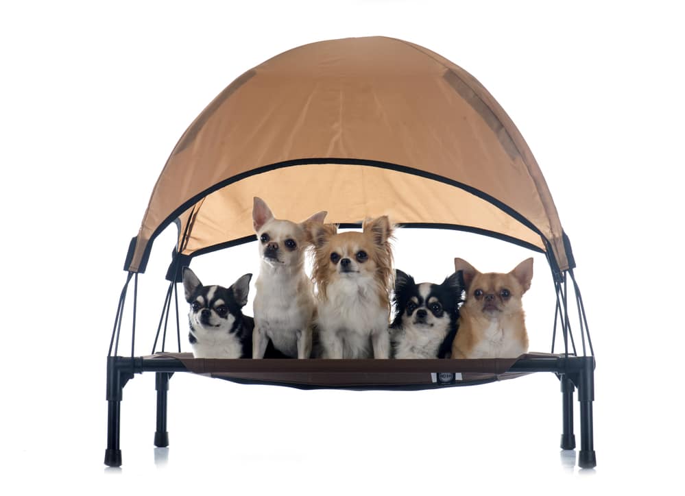 Campingliege für Hunde