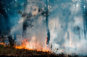 Das richtige Verhalten im Wald bei Waldbrandgefahr